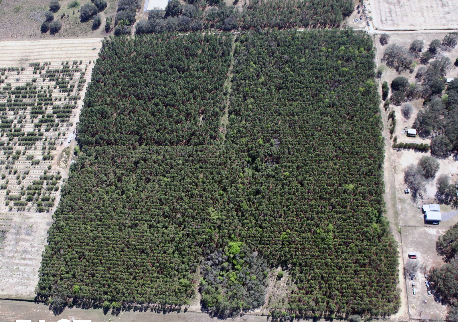 Aerial · mature 40-acre pine plantation