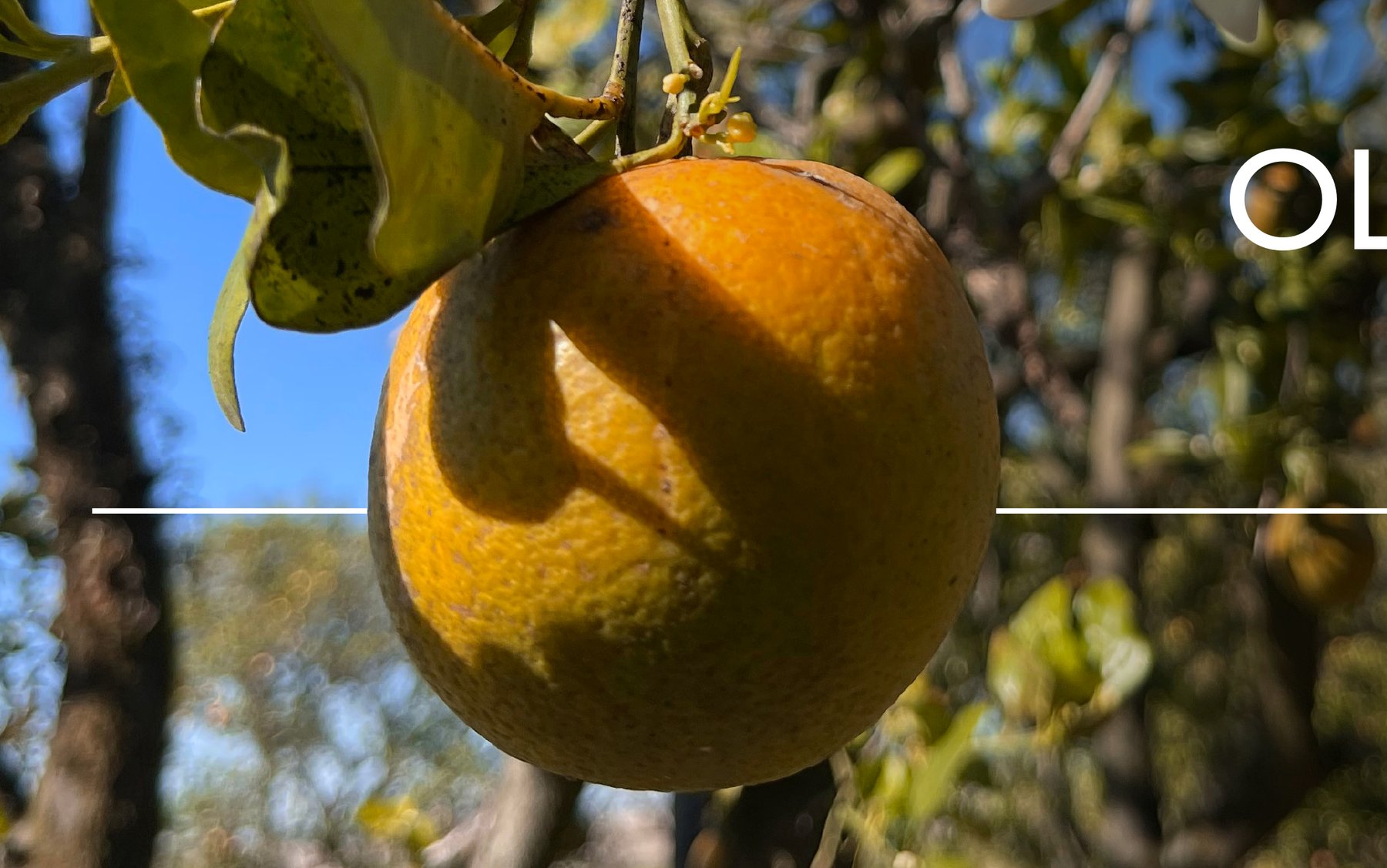 Orange blossom branding