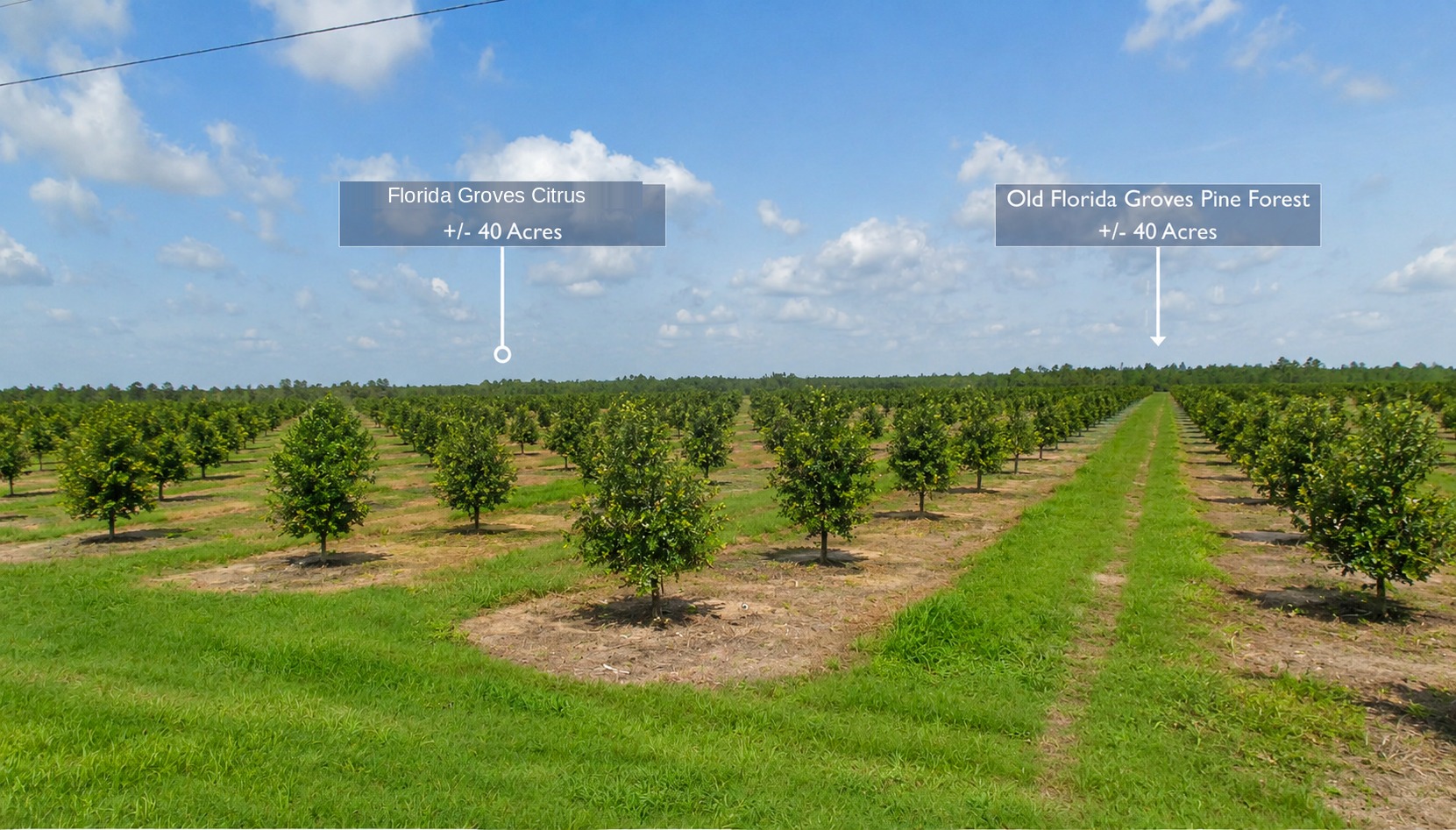 Site photo · Florida Citrus Groves + Pine Forest